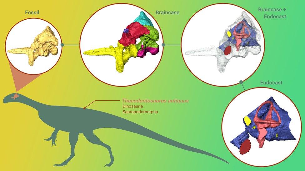 Thecodontosaurus-3d-brain-models