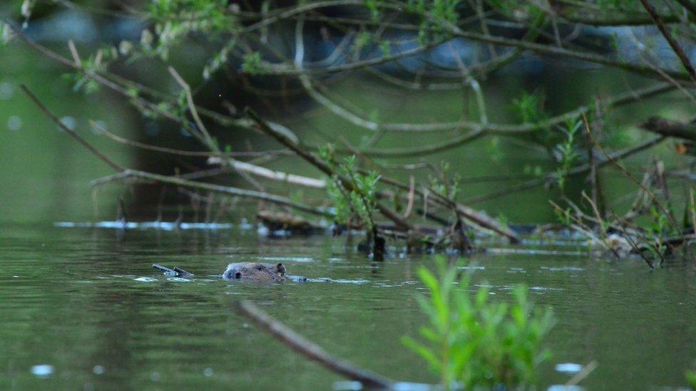 beaver in the water.