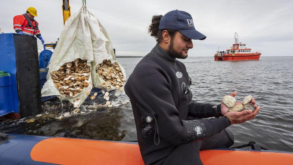 Team member with oysters