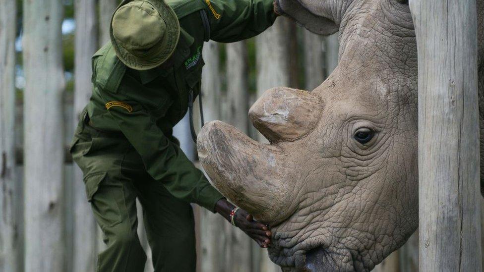 Sudan, rhino