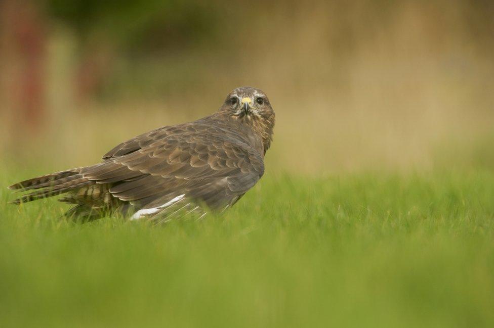 Buzzard standing in grass