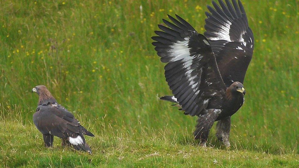 Golden eagles