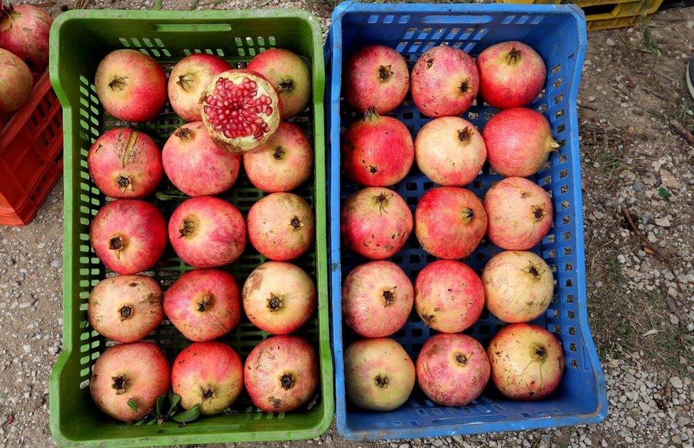 Boxs of pomegranates at the village of Tastour the North of Tunisia, 16 October 2018. Most Tunisian pomegranate producers export their fruit, about 80 percent of which is shipped to neighboring countries and also sold in Gulf countries