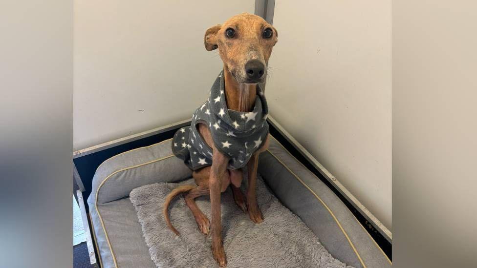 A lurcher, in a grey jacket with white stars on, is seen on a dog bed