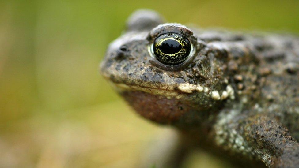 A natterjack toad