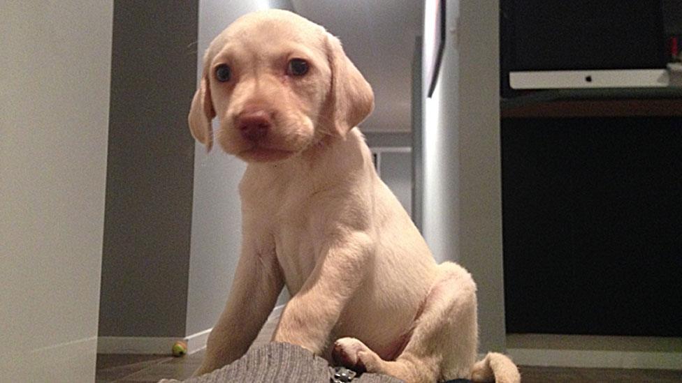 Sasha, a pale golden Labrador puppy, sits on her hindquarters in a close-up photo