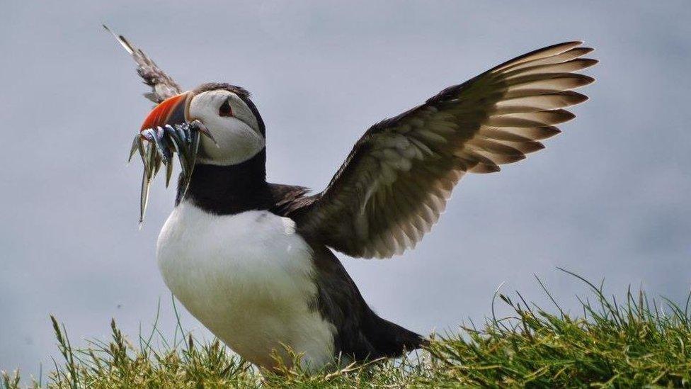 Puffin with fish in its mouth and flapping wings