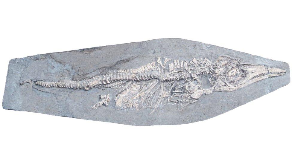 Fossil of the Ichthyosaur found near Whitby