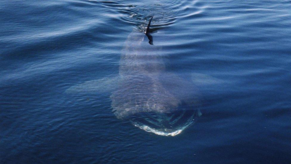 basking shark