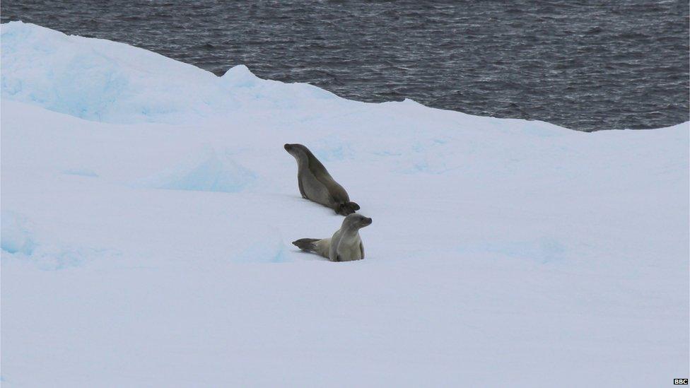 Two crabeater seals on ice. Blue sea in the background.