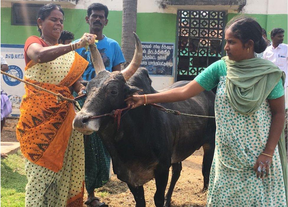 Selvarani with her bull Ramu