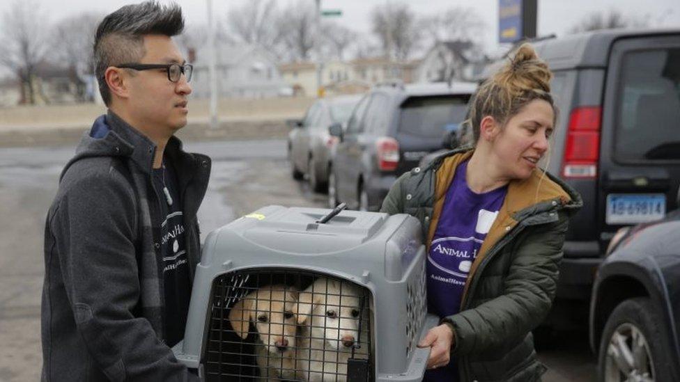 A crate holding two puppies rescued from a South Korean dog meat farm are loaded onto an animal transport vehicle near Kennedy Airport (26 March 2017)