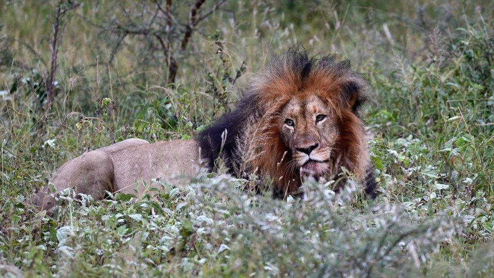 Lion in Kruger National Park