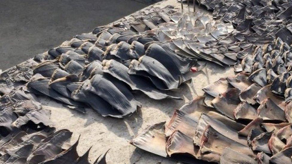 Hundreds of shark fins seized by the police in Manta, Ecuador, Wednesday, May 27, 2015