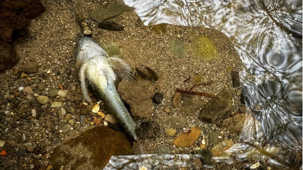 A fish up turned on a rock by some water