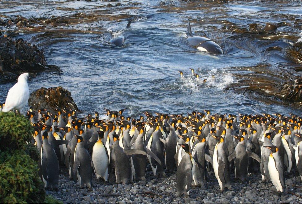 Group of penguins next to water with two killer whales visible