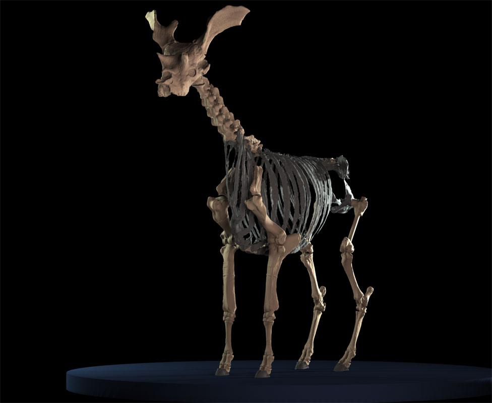 Sivatherium giganteum