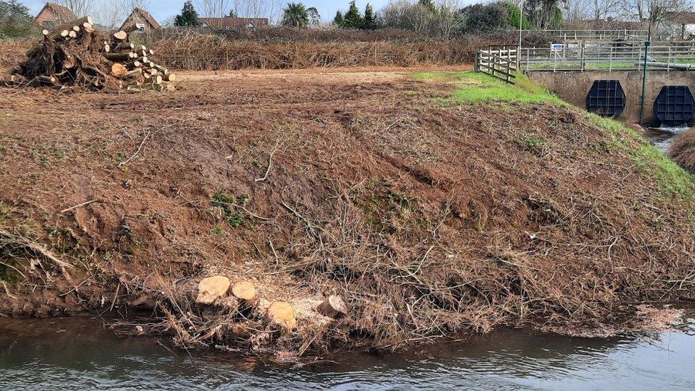 Trees felled on the banks of the River Tone in Somerset