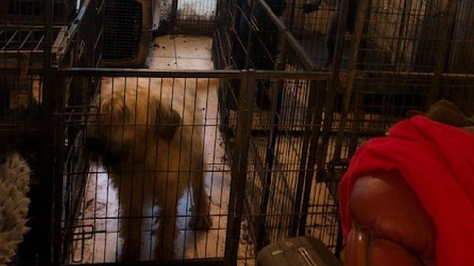 A dog in the couple's home