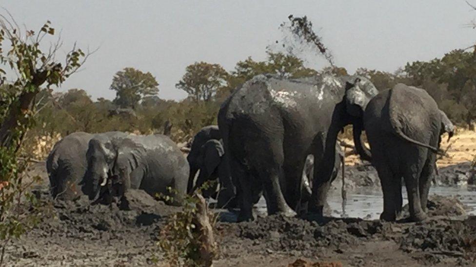 Elephants at a watering hole