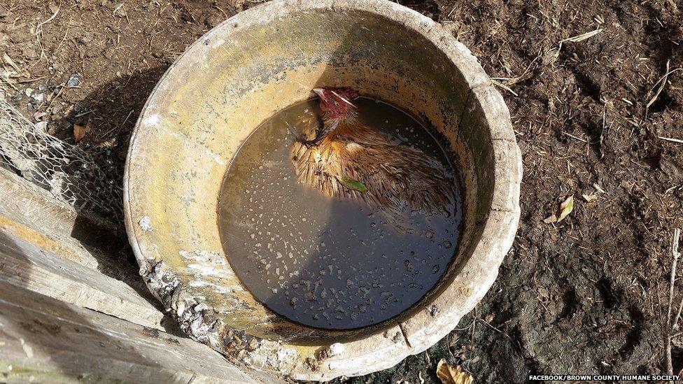 Dead chicken in a bucket of water