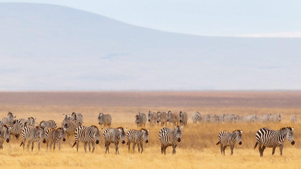 Plains zebra