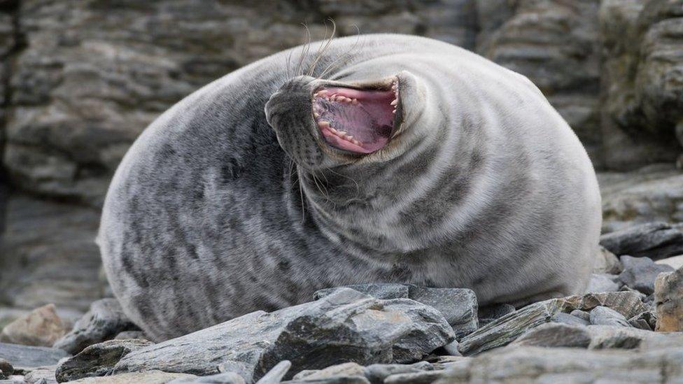 Seal - Calf of Man observatory