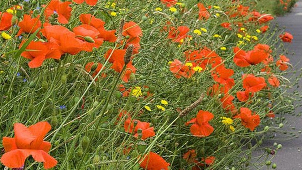 Wildlfower roadside verge in UK