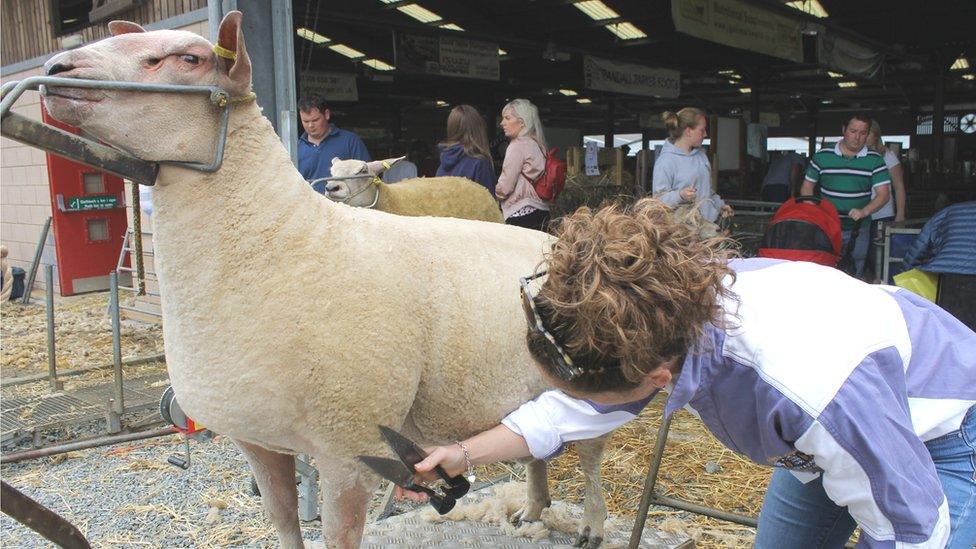 Abbie Moseley o Knockin ger Croesoswallt yn paratoi ei dafad Charollais ar gyfer y gystadleuaeth