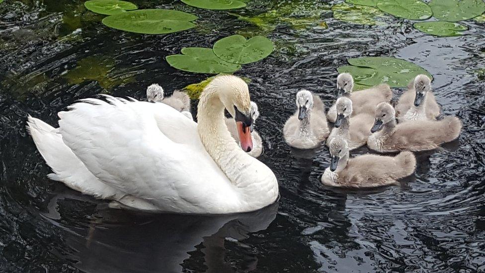 A swan and her cygnets on the Neath Canal Matt O'Leary