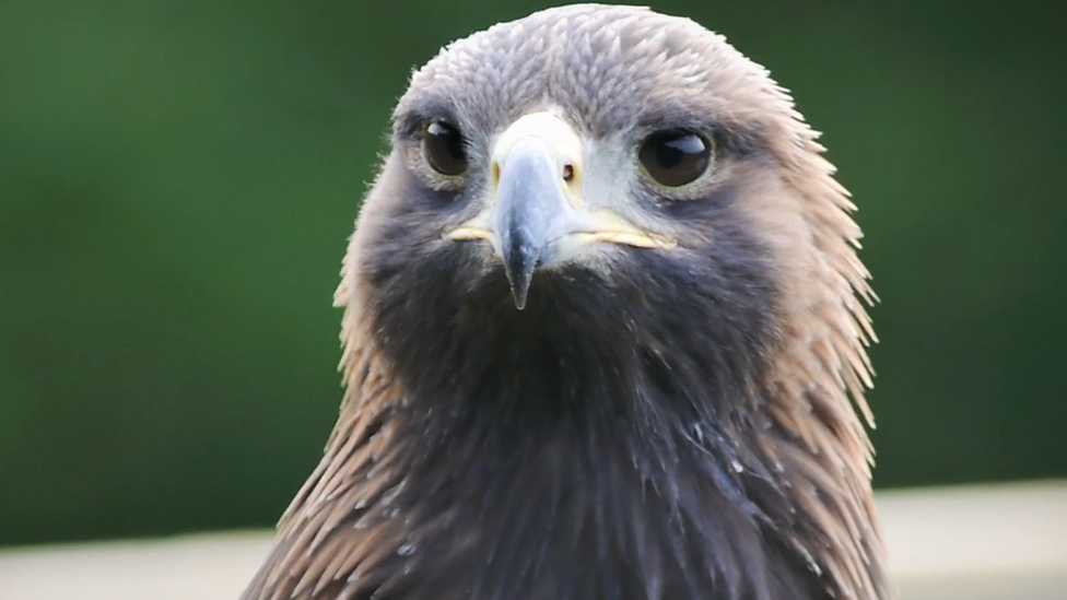 Golden eagle