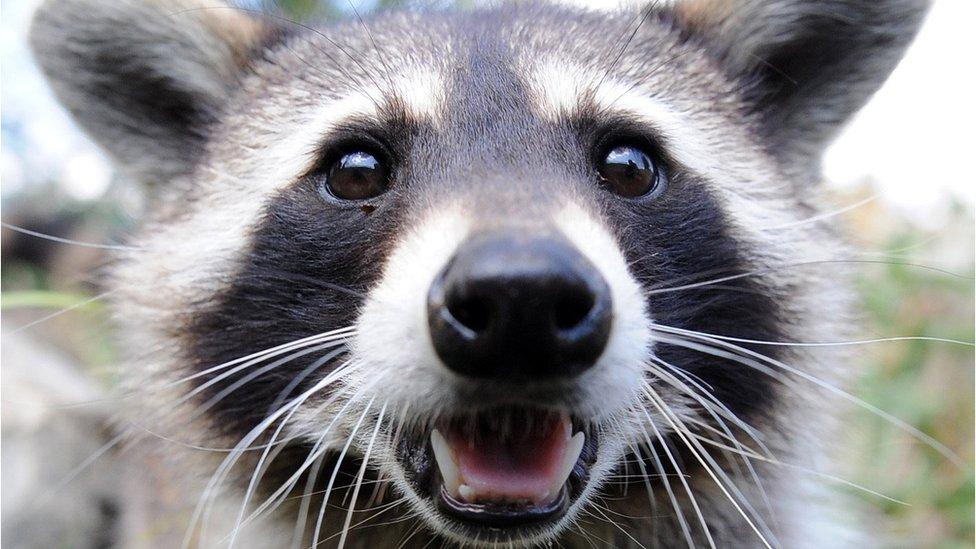 raccoon