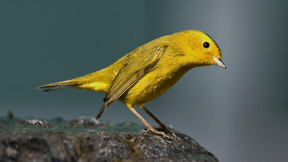 A canary