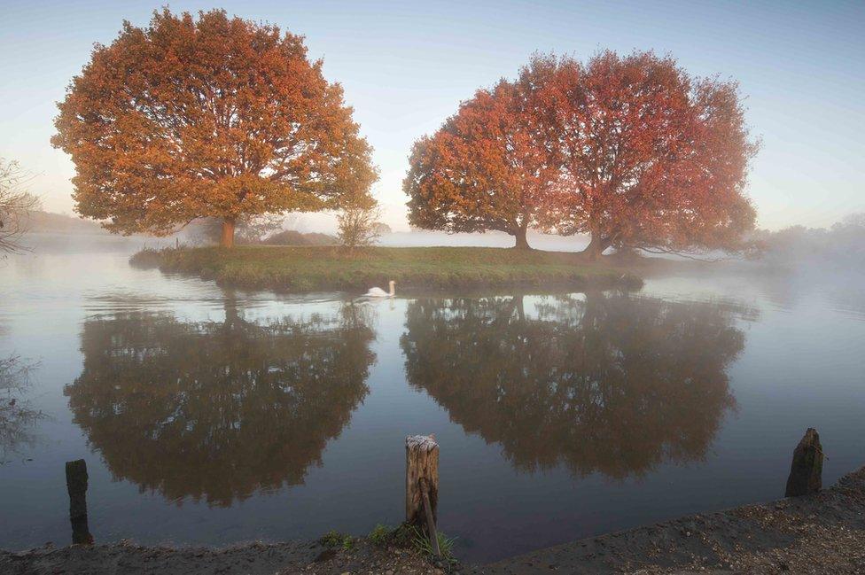 Trees reflected in water