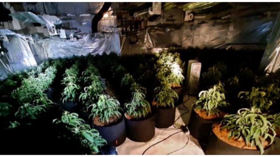 Officers found 811 cannabis plants capable of producing a street value of up to £446,000