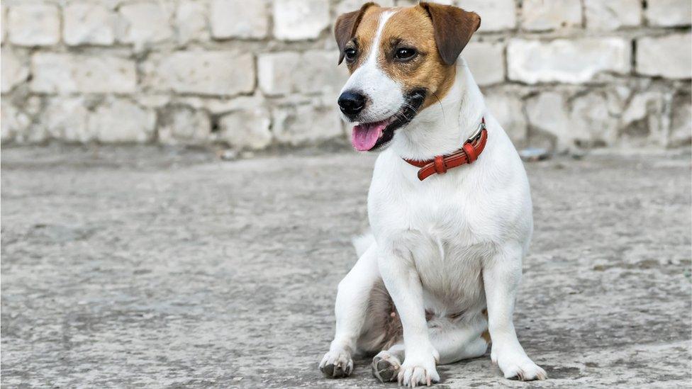 Jack Russell Terrier