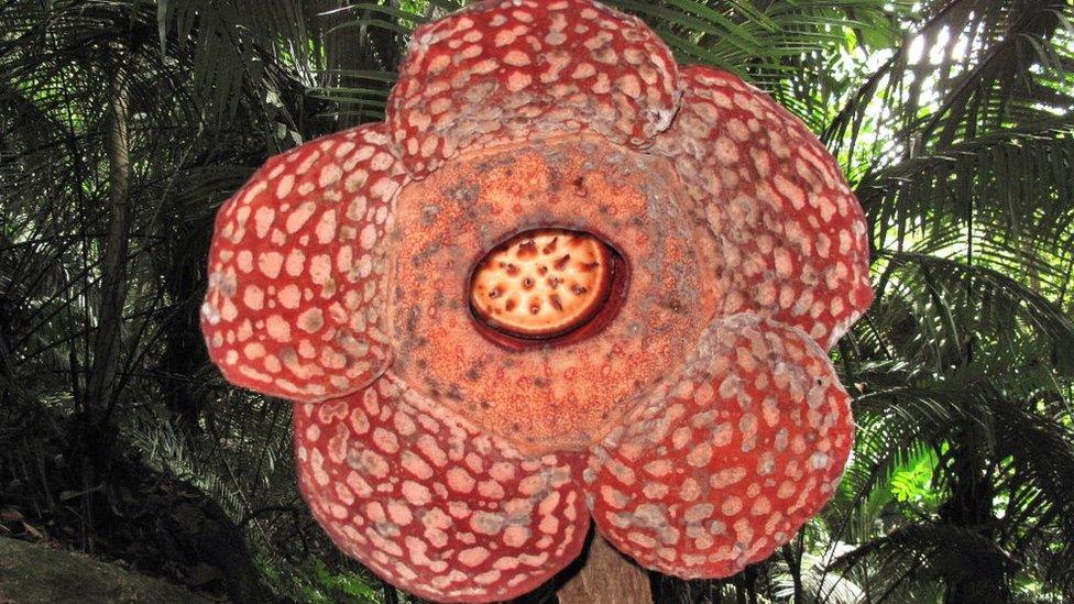 Rafflesia plant