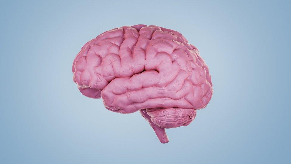 graphic of a human brain