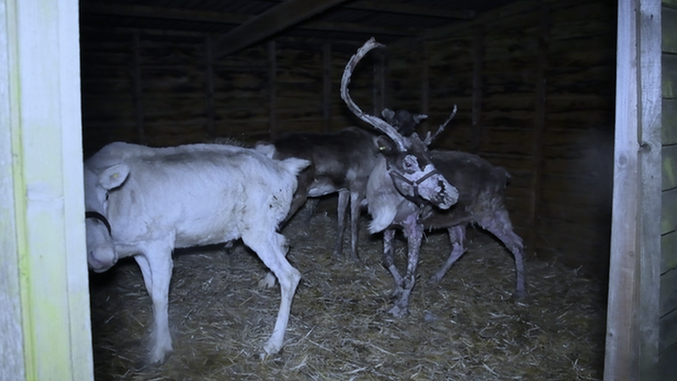 Blithbury Reindeer Lodge