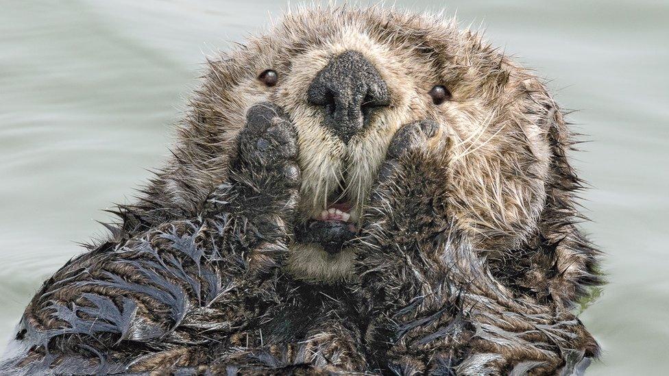 An otter holds its cheeks