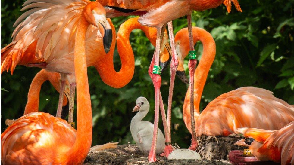 Flamingo chick and adults.