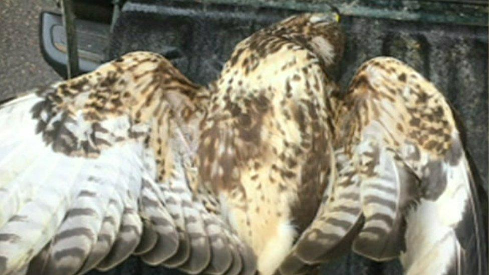 Injured buzzard