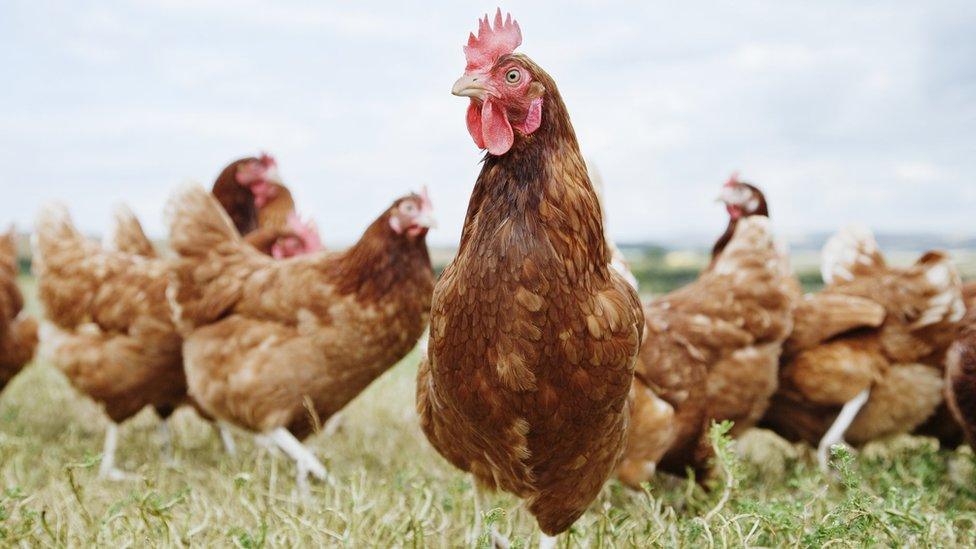 Chickens outside in fields