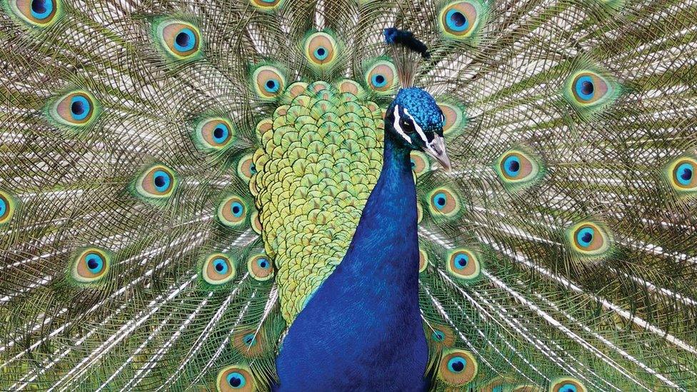 A peacock