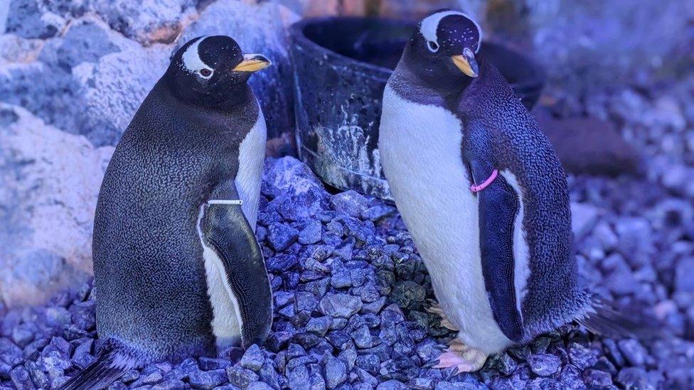 Gentoo penguins at The Deep