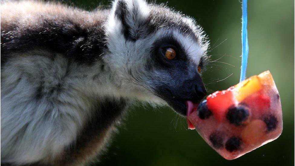 A ring tailed lemur cooled off with a frozen fruit treat in its enclosure at Blair Drummond Safari Park near Stirling