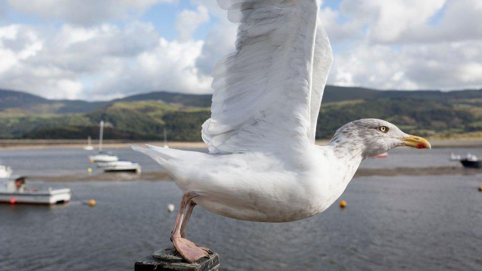 A seagull about to take flight