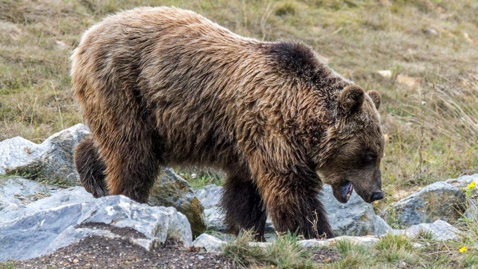 A European - or Eurasian - brown bear