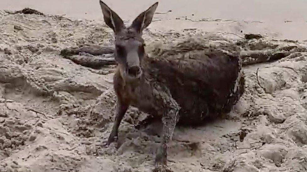 Kangaroo lies on the beach after being rescued in Victoria