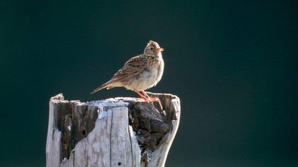 Skylark